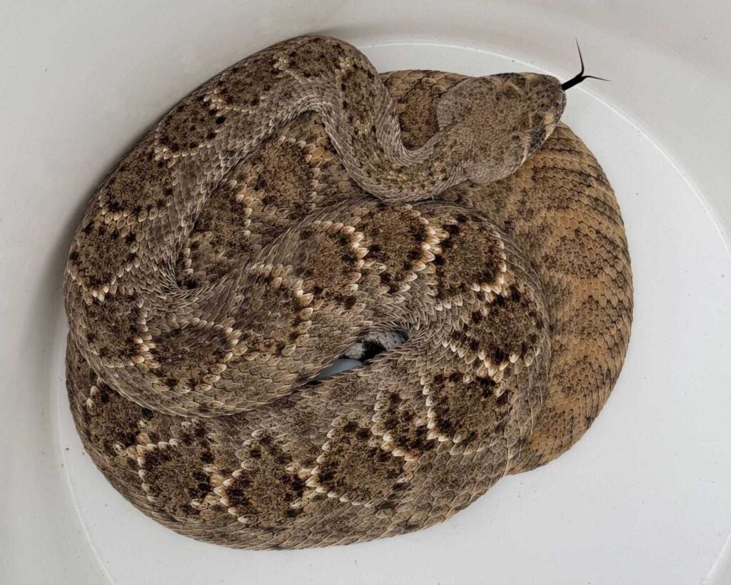 Rattlesnake On The Patio