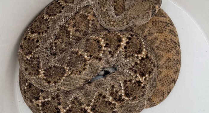 Rattlesnake On The Patio