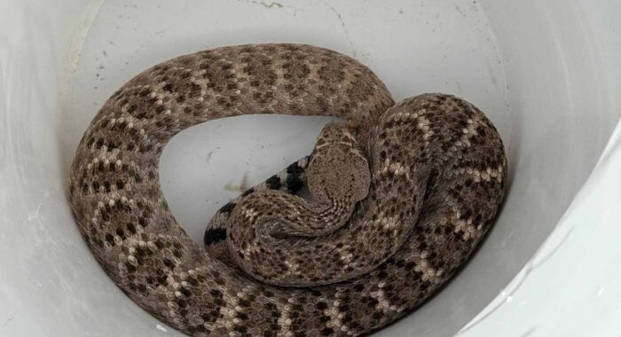 Rattlesnake Near a Tucson Home Released