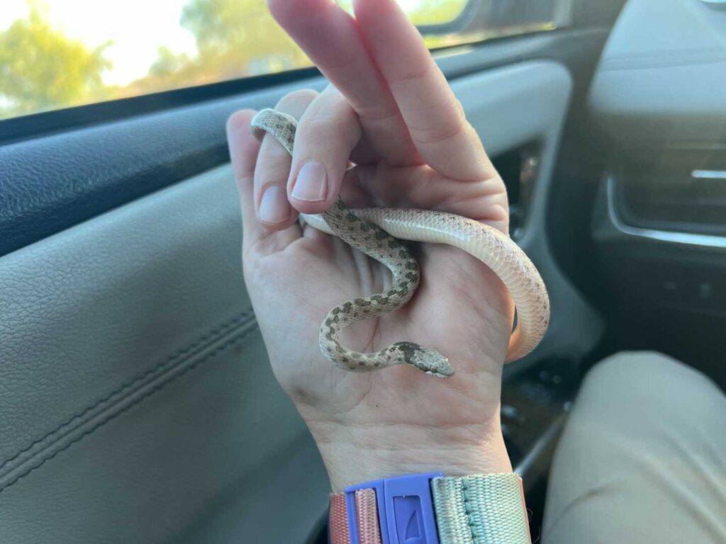 Snake In The House Meets A Cat