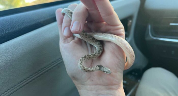 Snake In The House Meets A Cat