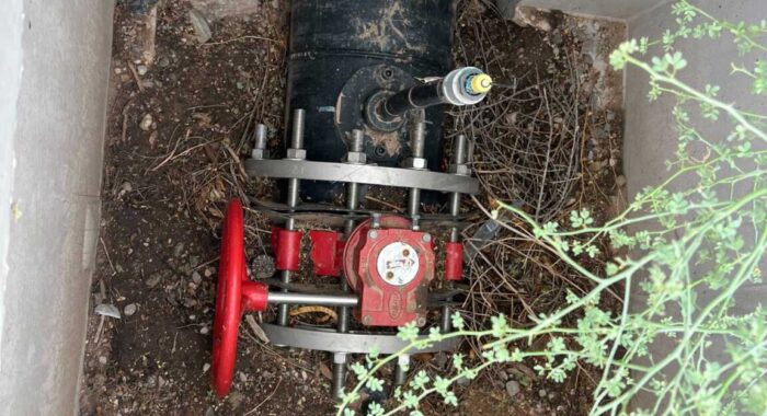 Mother and Baby Rattlesnakes Stuck