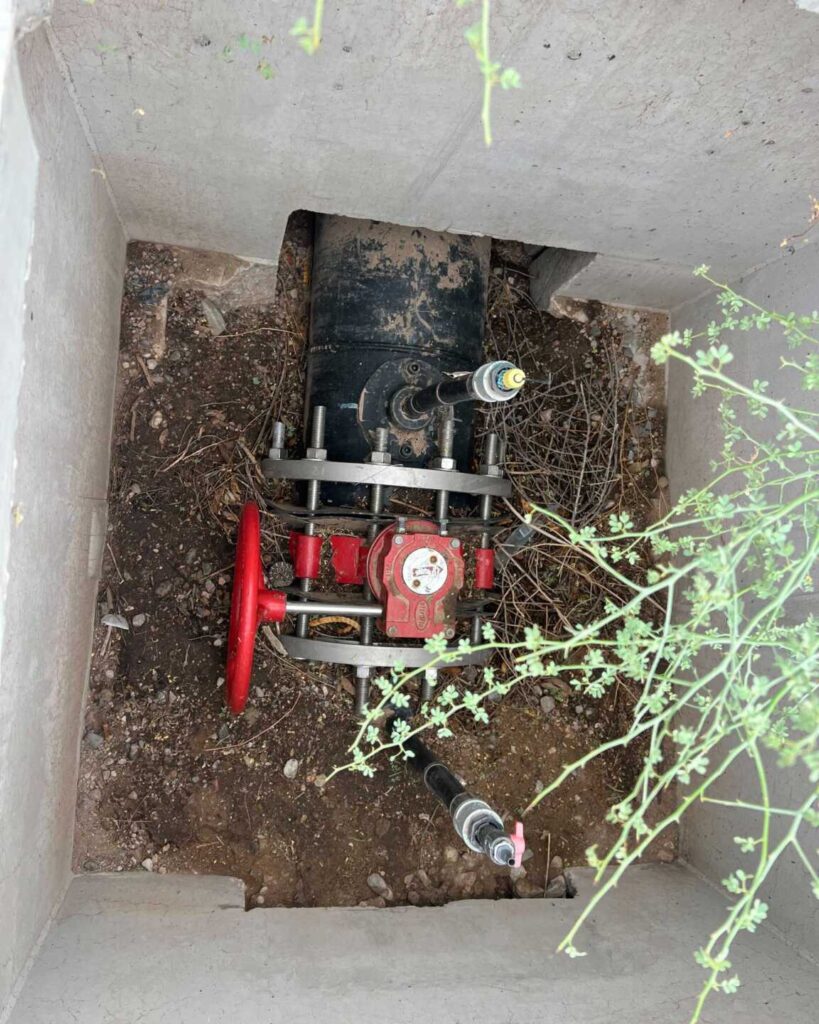Mother and Baby Rattlesnakes Stuck