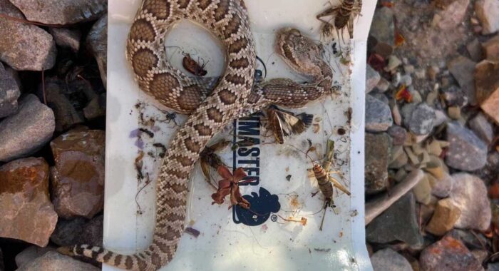 Mojave Rattlesnake Rescue