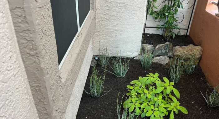 Rattlesnake In The Courtyard Garden
