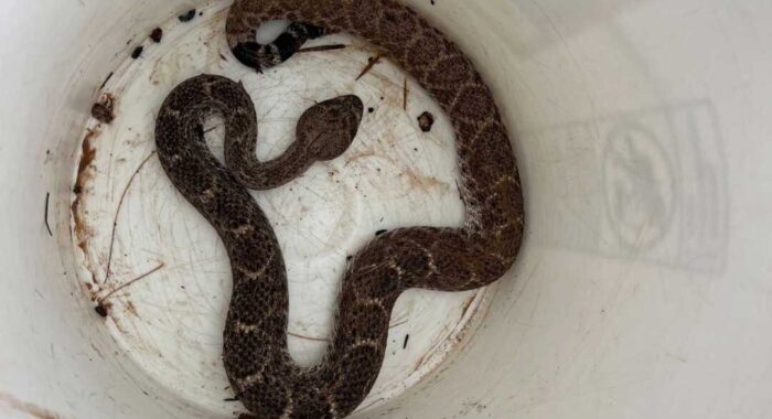 Rattlesnake By The Pool