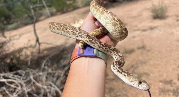 Sonoran Gophersnake Missing Its Tail