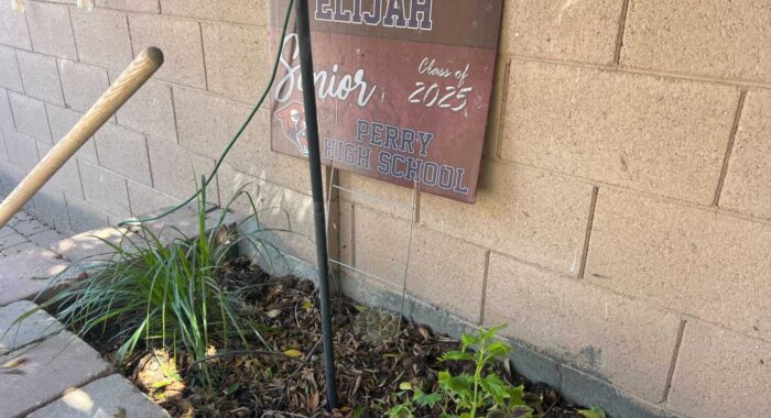 Mojave Rattlesnake in Gilbert, AZ
