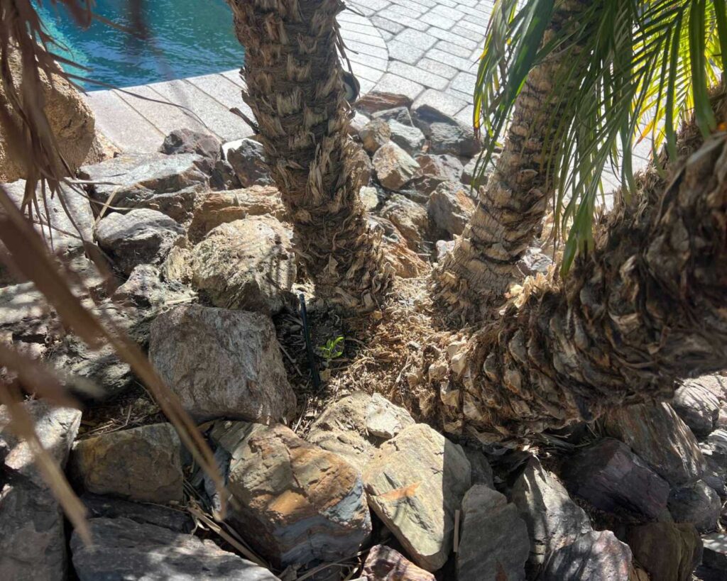 Little Western Diamondback Rattlesnake