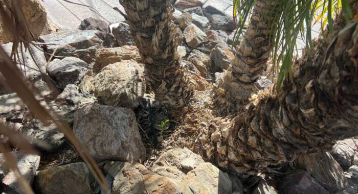 Little Western Diamondback Rattlesnake