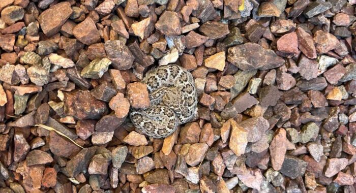 Newborn Rattlesnake in Buckeye