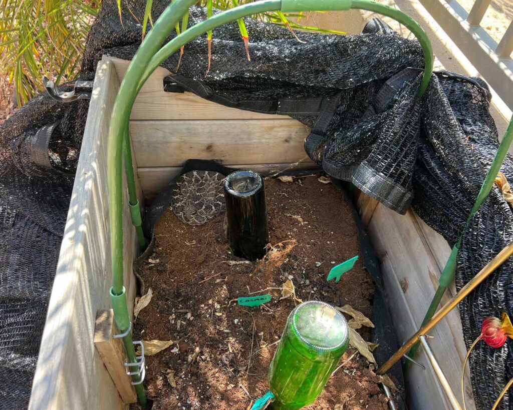 Diamondback Rattlesnake In A Garden