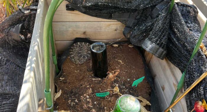 Diamondback Rattlesnake In A Garden