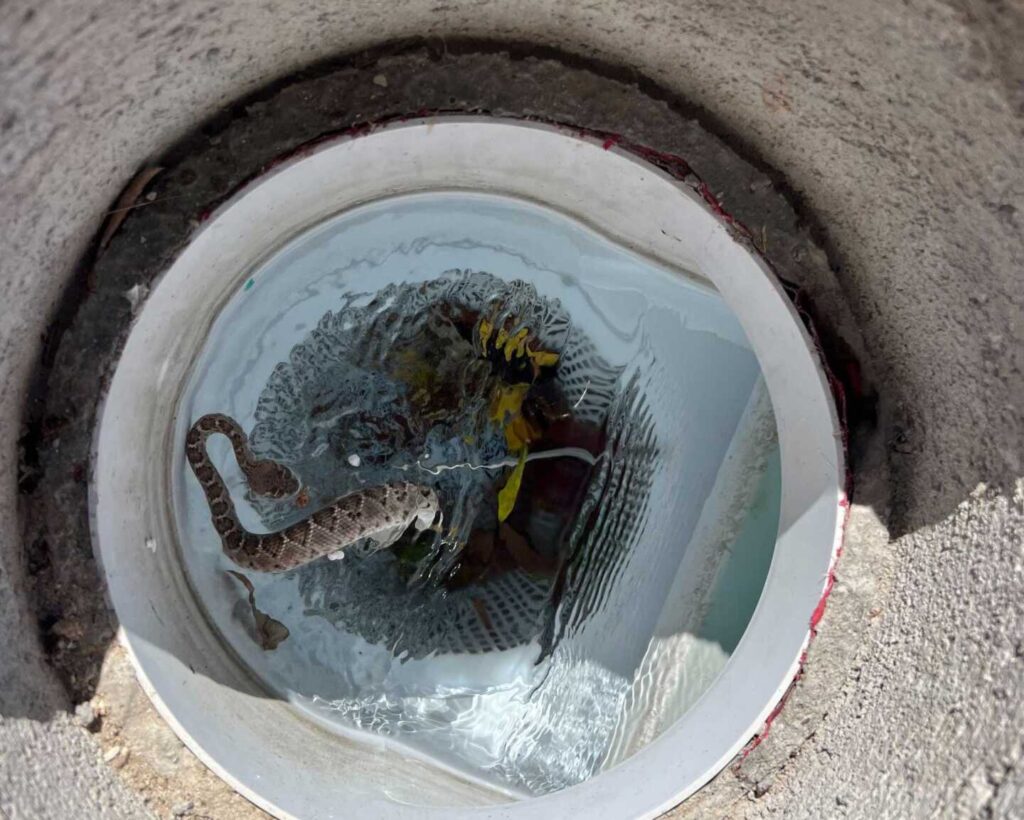 Rattlesnake In The Pool