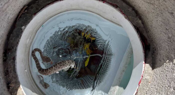Rattlesnake In The Pool