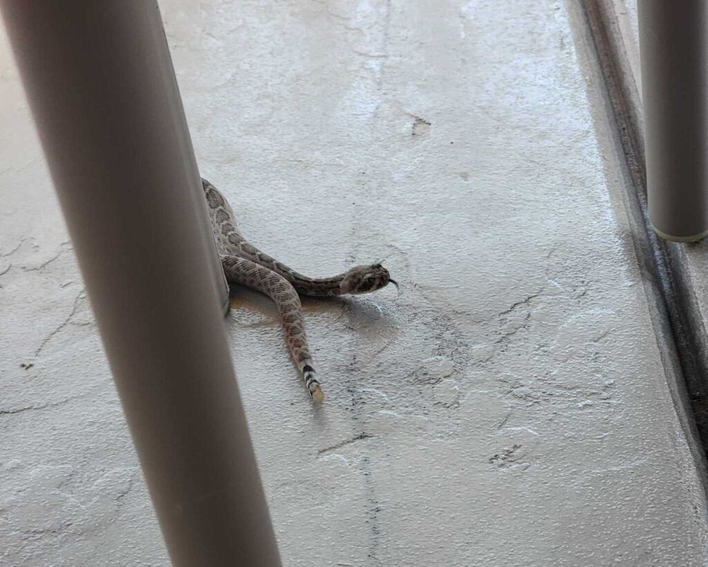 Baby Western Diamondback Rattlesnake in Ahwatukee