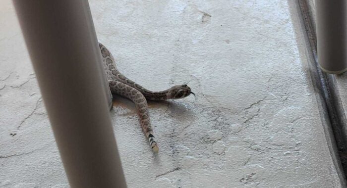 Baby Western Diamondback Rattlesnake in Ahwatukee