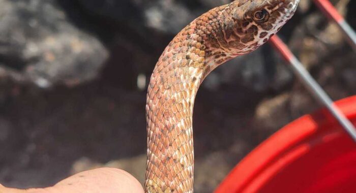 Coachwhip Found in Phoenix