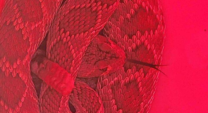 Mojave Rattlesnake at Construction Site