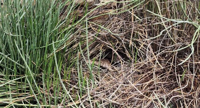 Rattlesnakes Can Be Found At Assisted Living Facilities in Phoenix