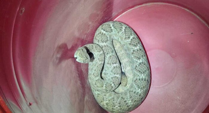 Western Diamondback Rattlesnake Removal in North Phoenix