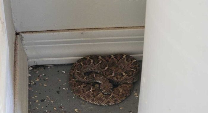 Rattlesnake Removal in North Phoenix