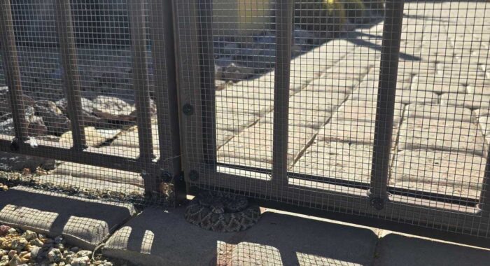 Rattlesnake Kept Out By Snake Fencing