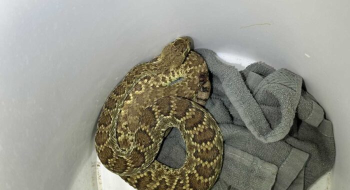 Mojave Rattlesnake Found in Casa Grande