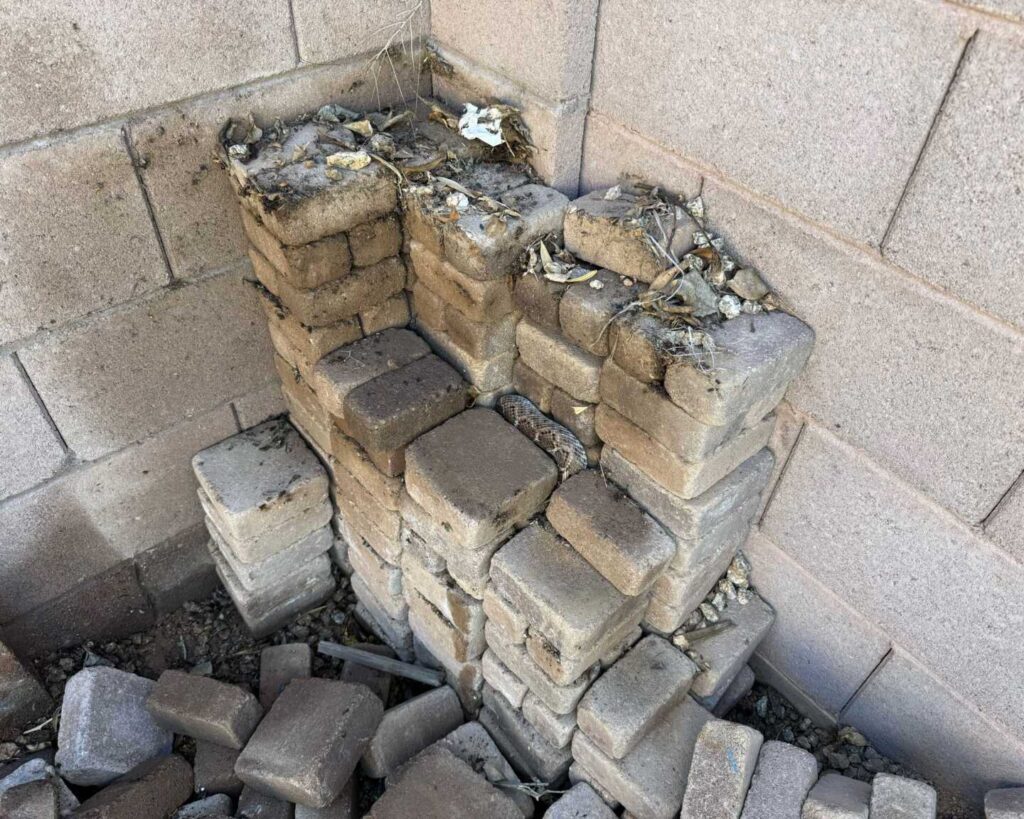 Rattlesnake In The Pavers in Phoenix
