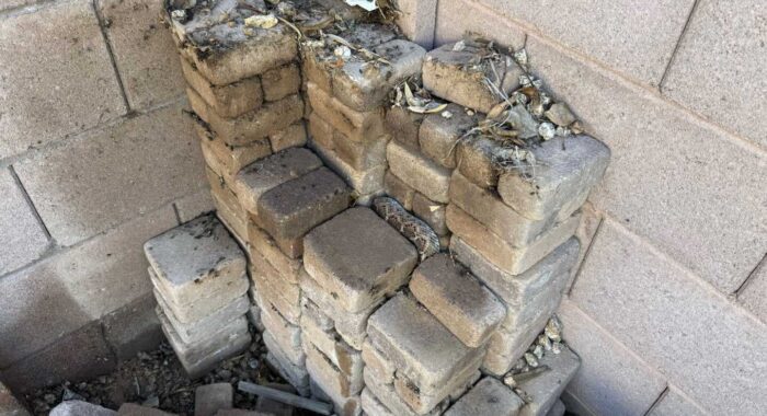 Rattlesnake In The Pavers in Phoenix
