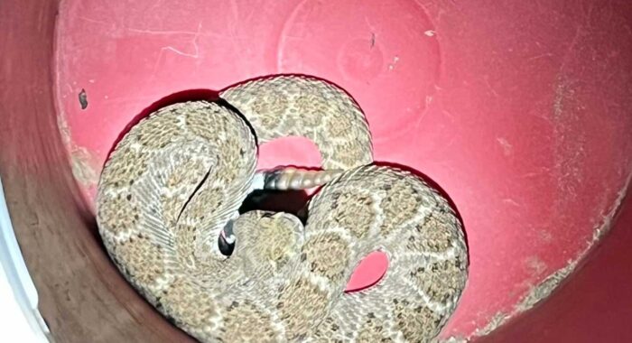 Western Diamondback Rattlesnake In Backyard