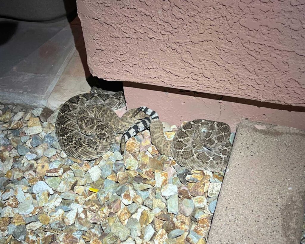 A Pair of Rattlesnakes in Cave Creek