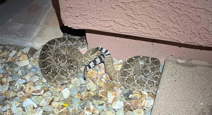 A Pair of Rattlesnakes in Cave Creek