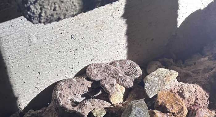 Specialized Rattlesnake Relocation