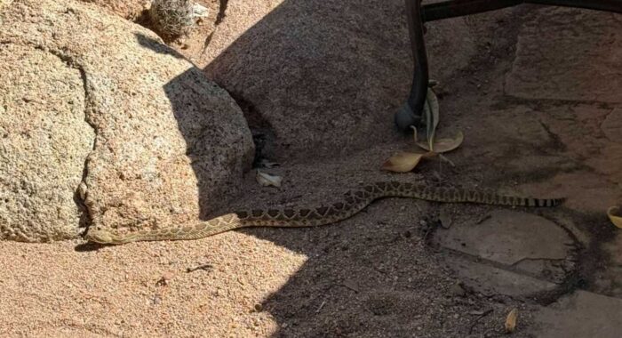 Mojave Rattlesnake in the Yard