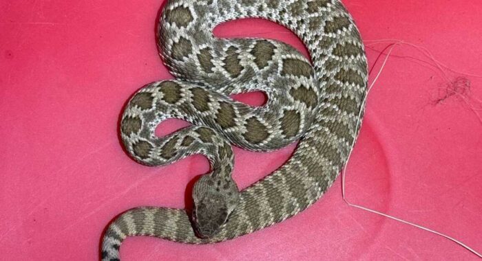 Mojave Rattlesnake in Busy Snake Neighborhood