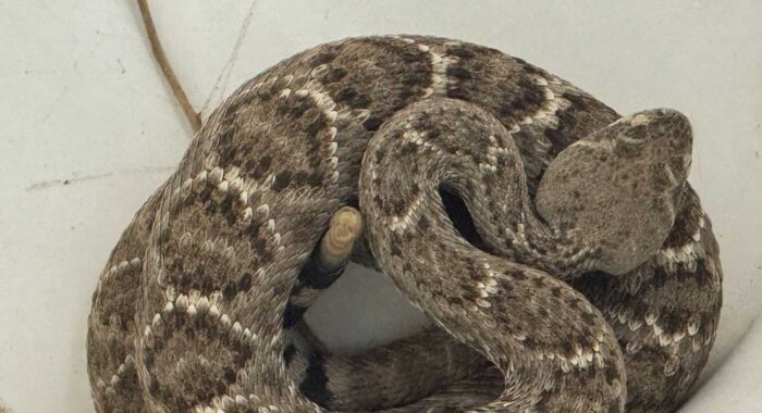 Rattlesnake in Garage in Cave Creek, Arizona