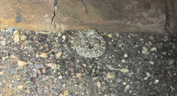 Rattlesnake In The Backyard