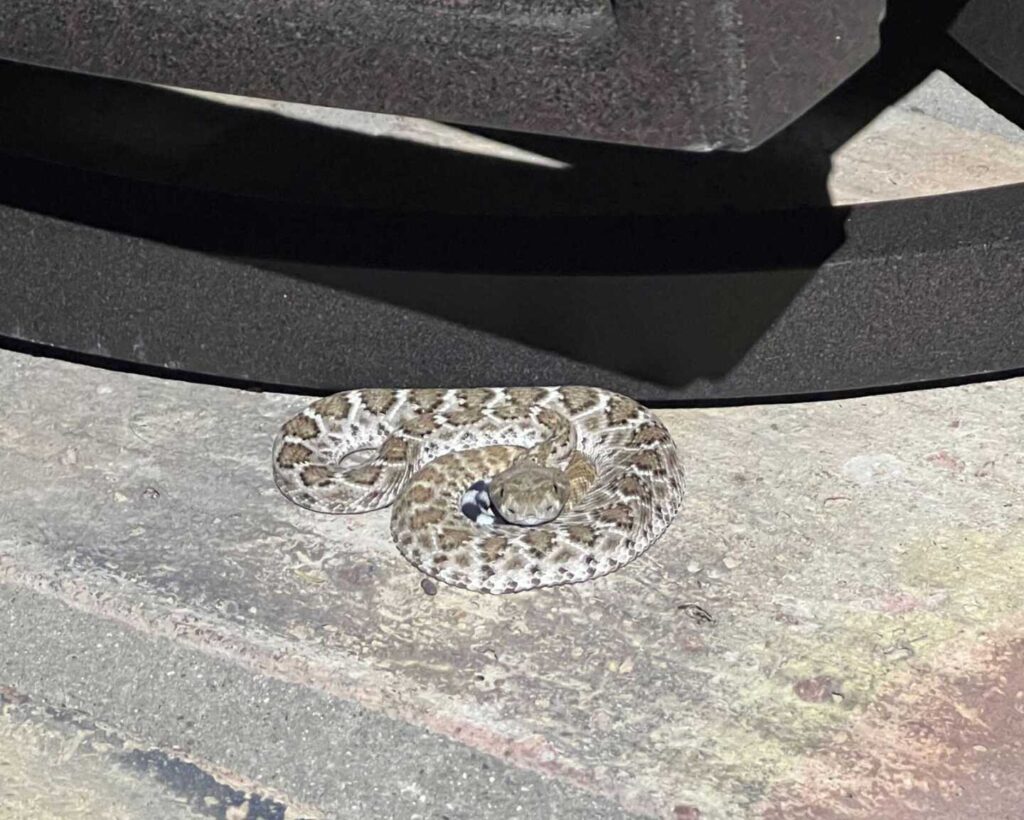 Baby Rattlesnake at a Home In Cave Creek