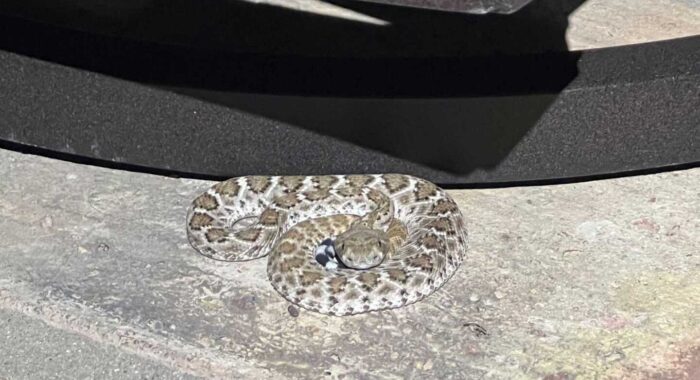 Baby Rattlesnake at a Home In Cave Creek