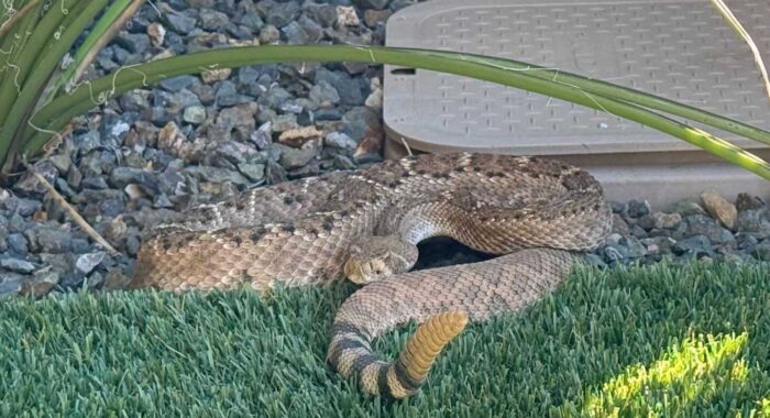 Big Rattlesnake in Scottsdale