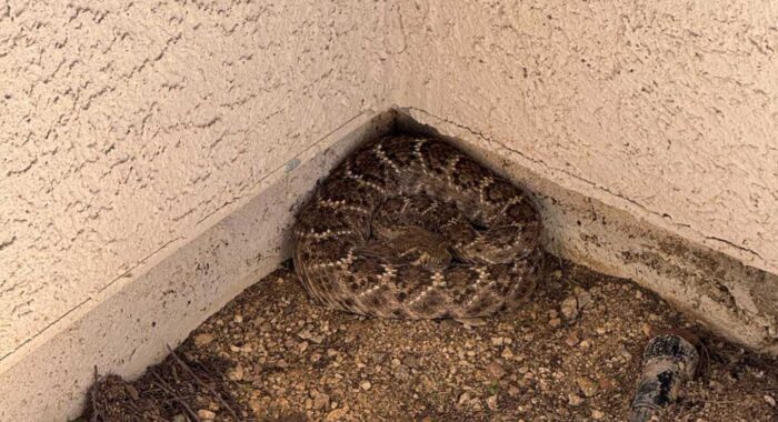 Rattlesnake by the Front Door
