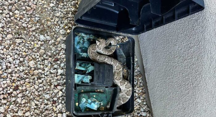 Rattlesnake Stuck In Rodent Trap