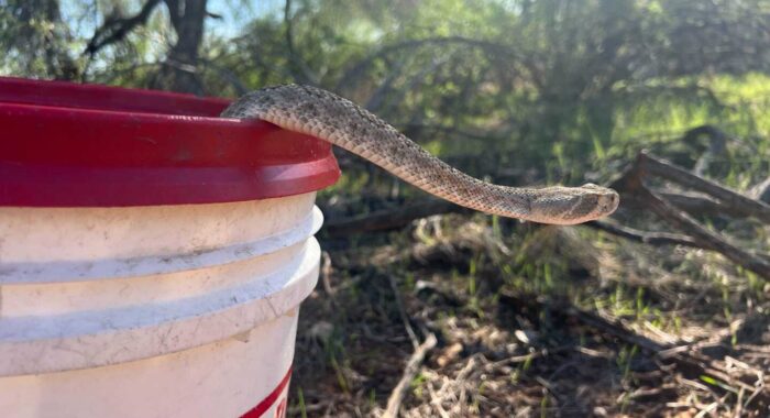 Constuction Can Make Rattlesnake Encounters