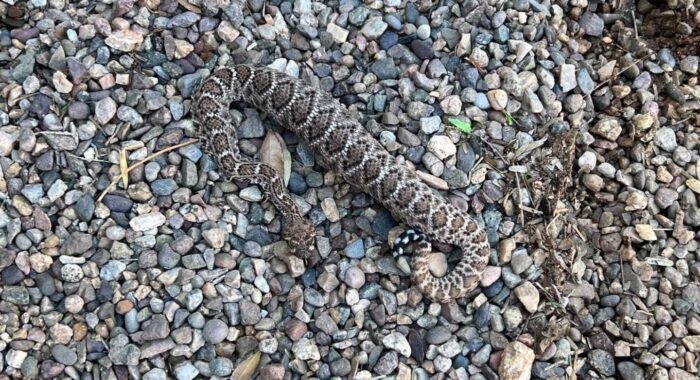 Little Snake With A Big Prize