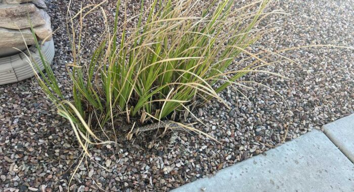 Rattlesnake Found With Large Meal In Its Belly