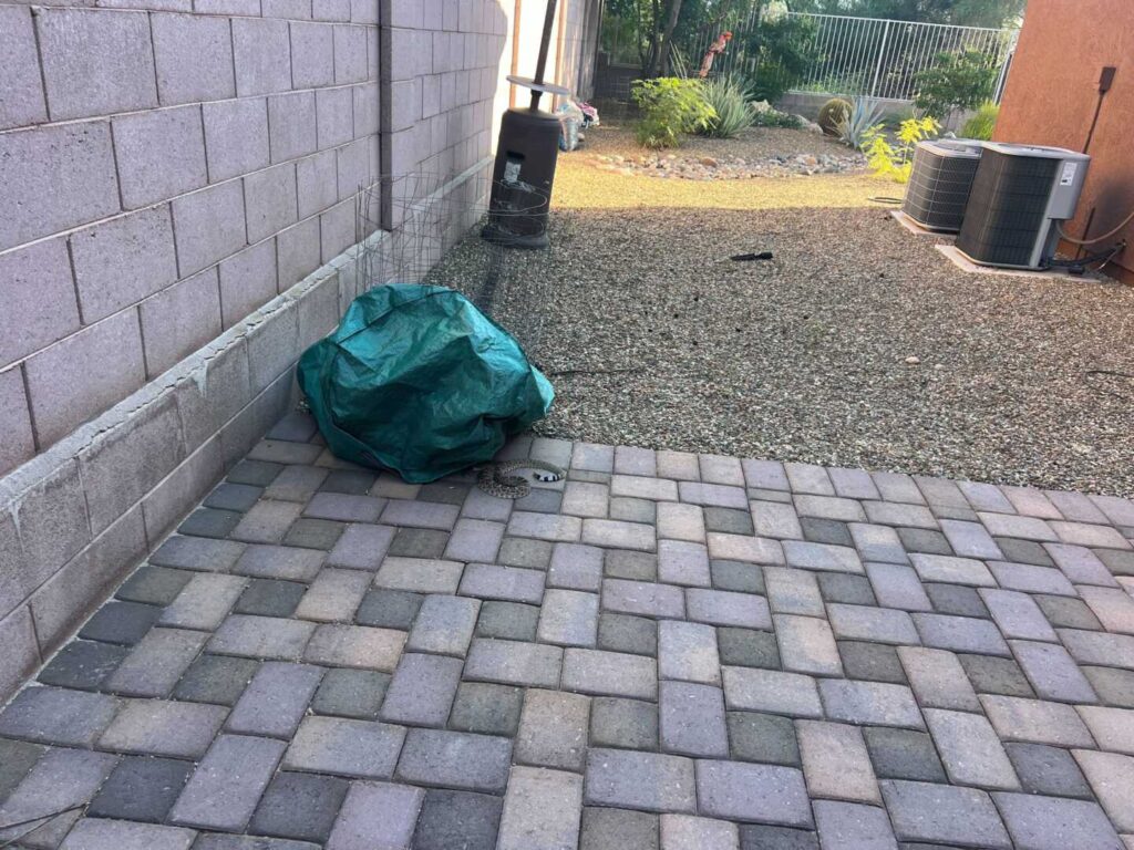 Rattlesnake in the Backyard