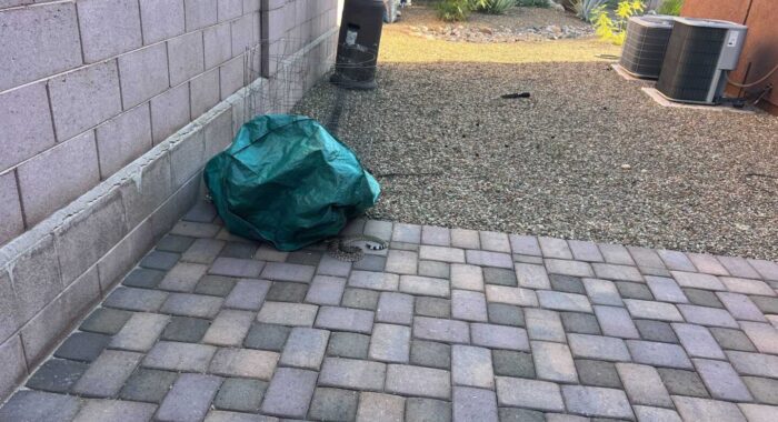 Rattlesnake in the Backyard