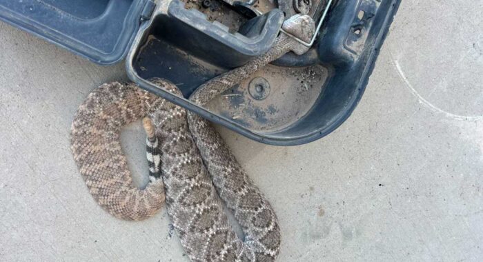 Rattlesnake Gets Caught In A Rodent Trap