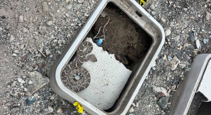 A Pair of Mating Rattlesnakes